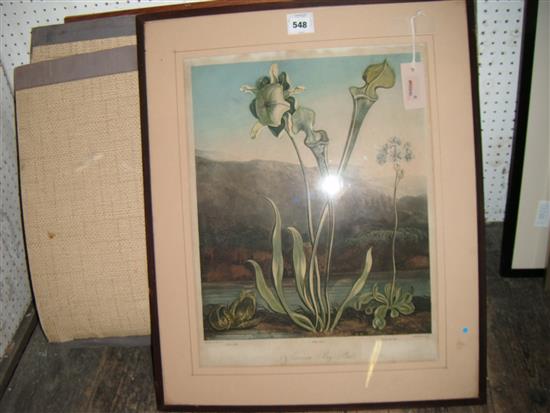 Sutherland after Reinagle, aquatint, American Bog Plants